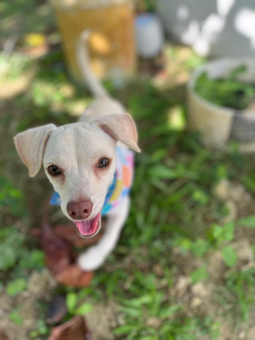 Leal and Caramelo, Adoptable, Adult Male Chiweenie.