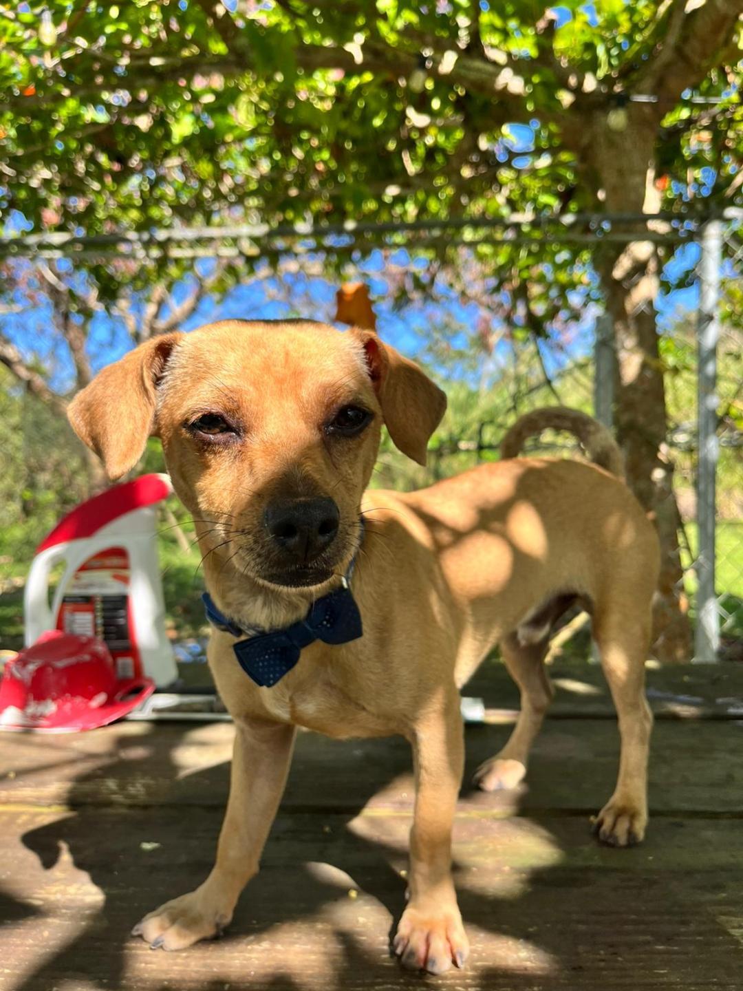 Enlarge Leal and Caramelo, a Adoptable mixed breed in Albion, NY image 2/4