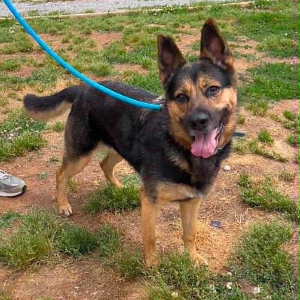 Gabriella, Adoptable, Adult Female German Shepherd Dog & Siberian Husky.