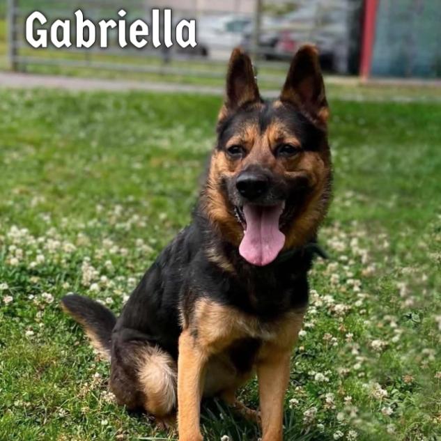 Gabriella, Adoptable, Adult Female German Shepherd Dog & Siberian Husky.