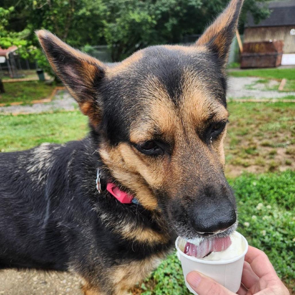 Enlarge Gabriella, a Adoptable mixed breed in Oak Ridge, TN image 3/6