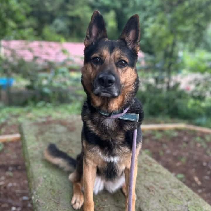 Enlarge Gabriella, a Adoptable mixed breed in Oak Ridge, TN image 5/6