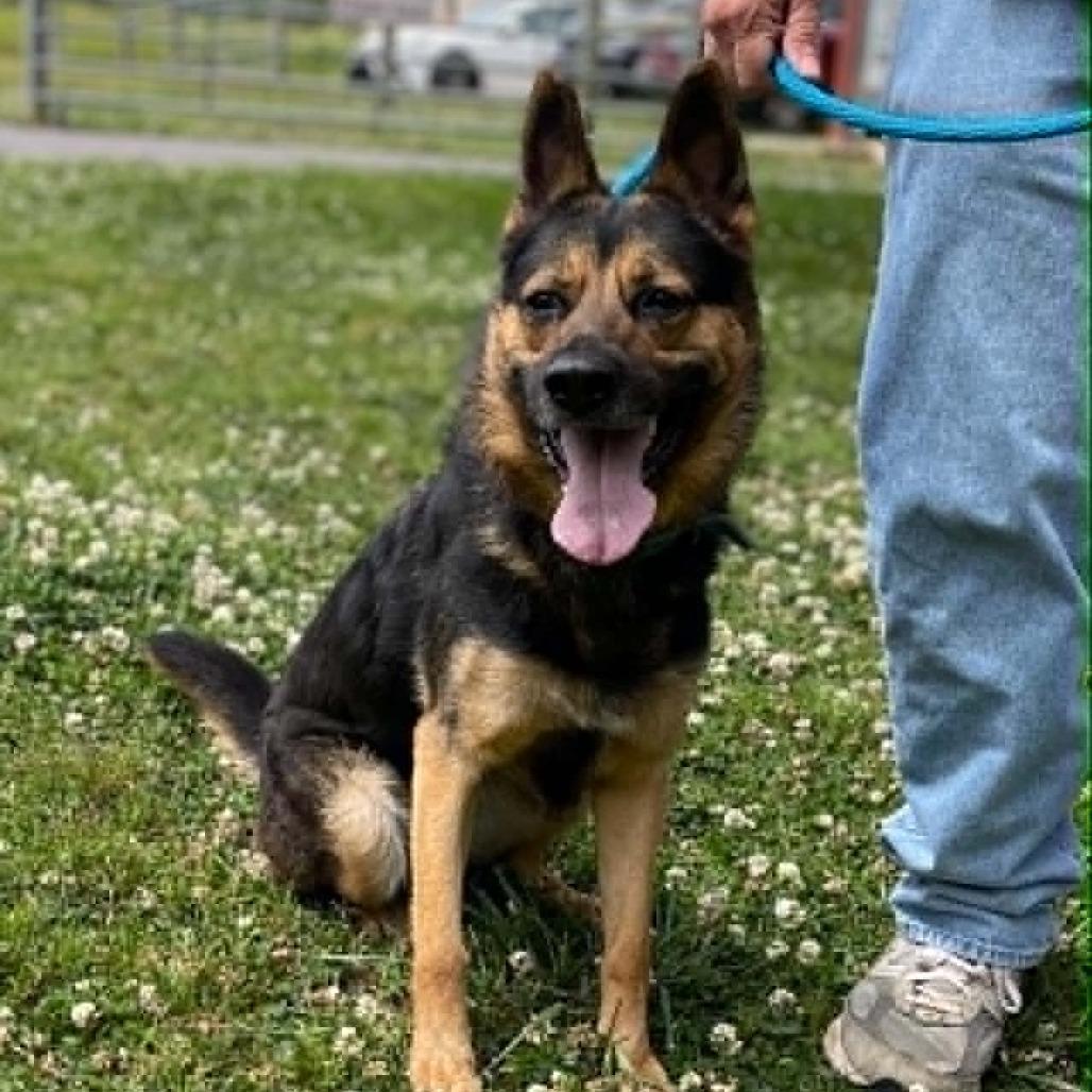 Enlarge Gabriella, a Adoptable mixed breed in Oak Ridge, TN image 6/6