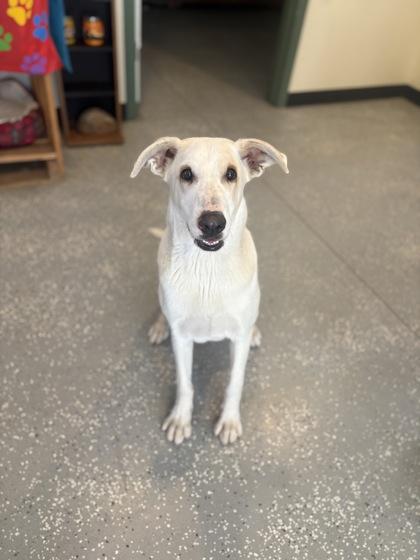 Murray, an adoptable Yellow Labrador Retriever in Lakeside, AZ, 85929 | Photo Image 1