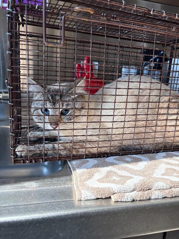 Farmer's Tan - Feral, Adoptable, Adult Male Domestic Short Hair.