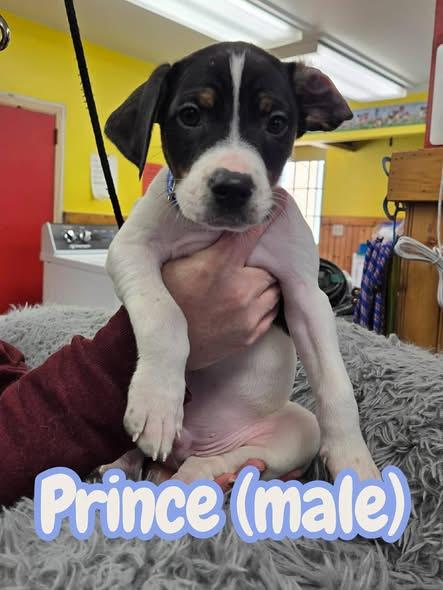 Puppies-Black/White, Adoptable, Puppy Male Labrador Retriever & Terrier.