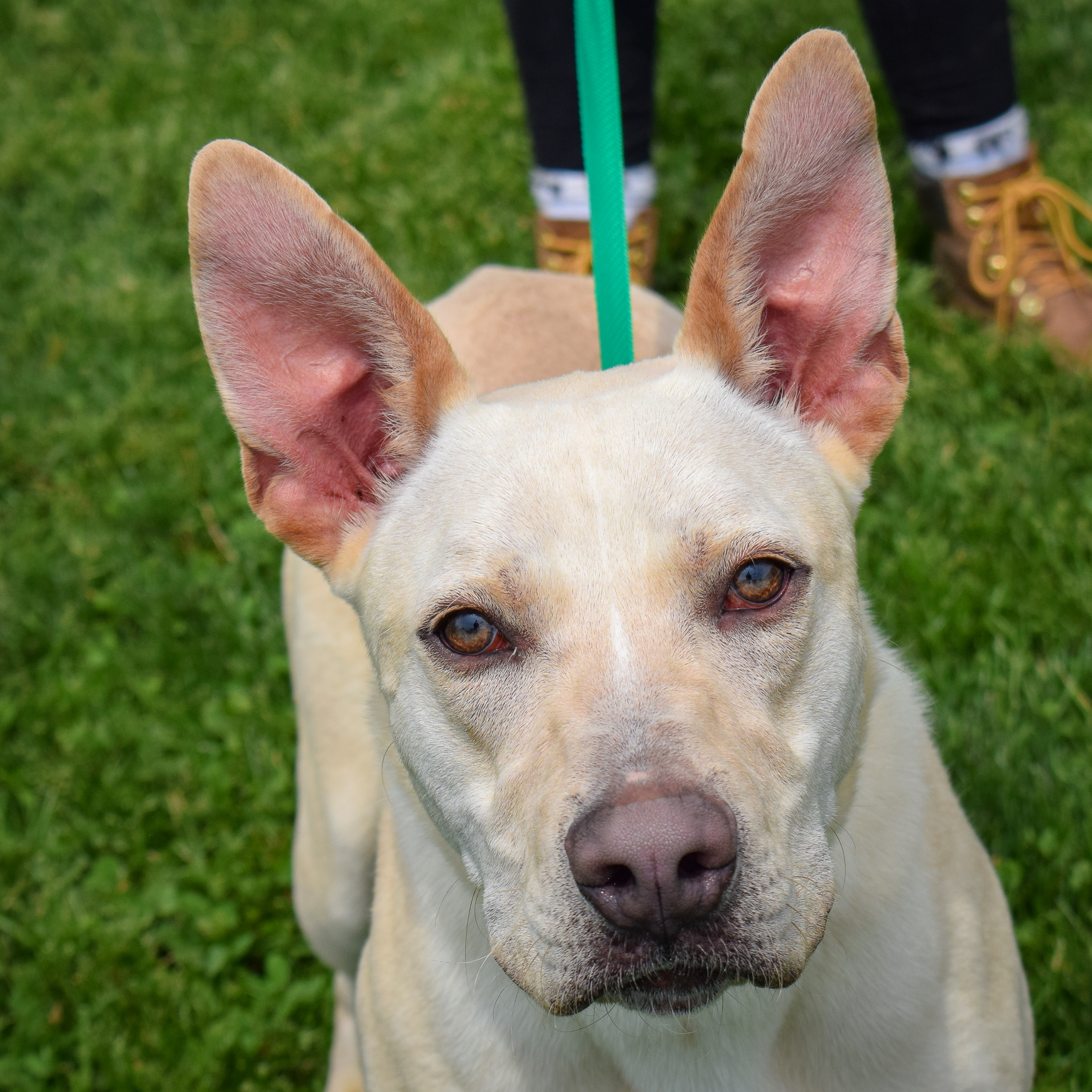 Dallas, Young Male Yellow Labrador Retriever
