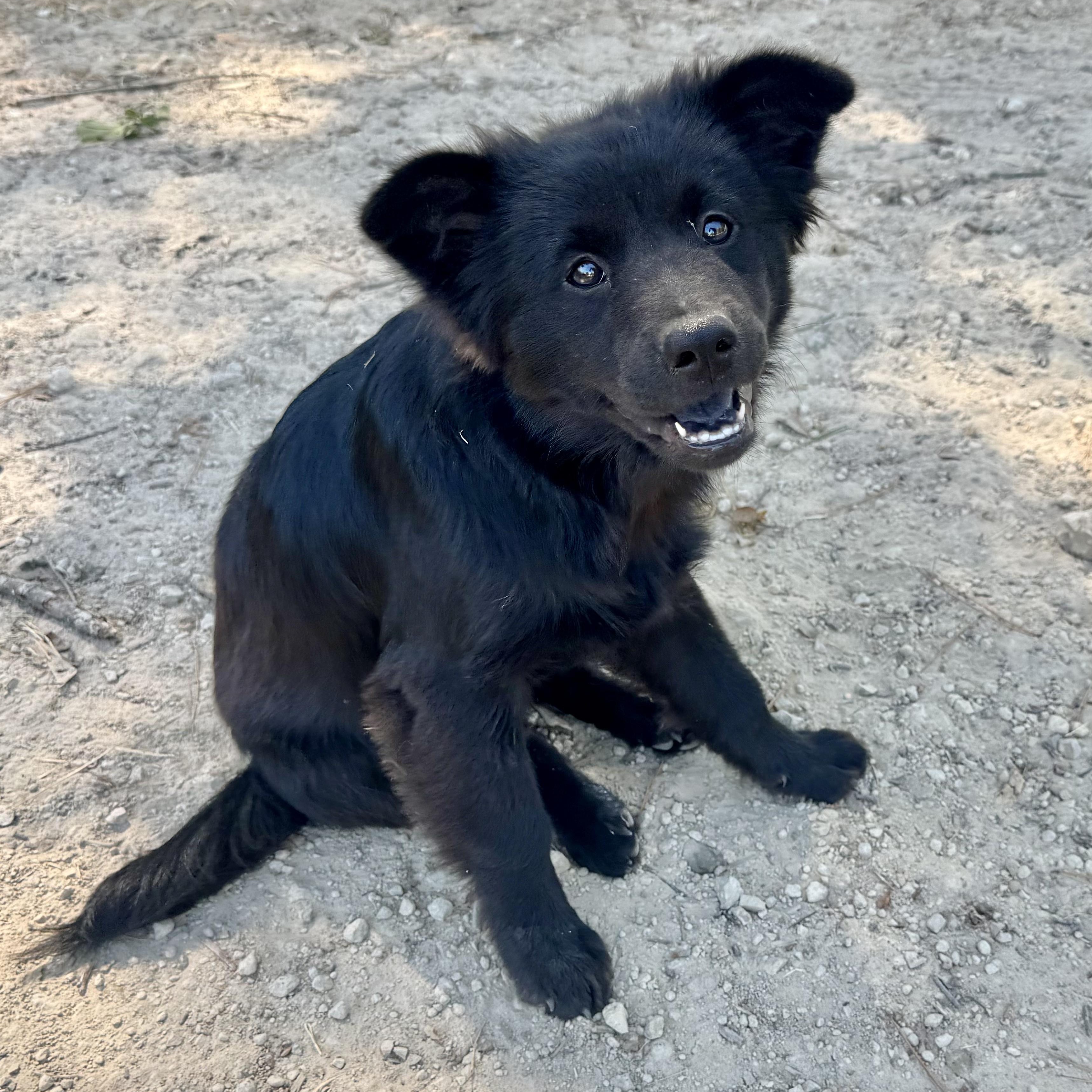 Enlarge Benny, a Adoptable mixed breed in Toms River, NJ image 1/4