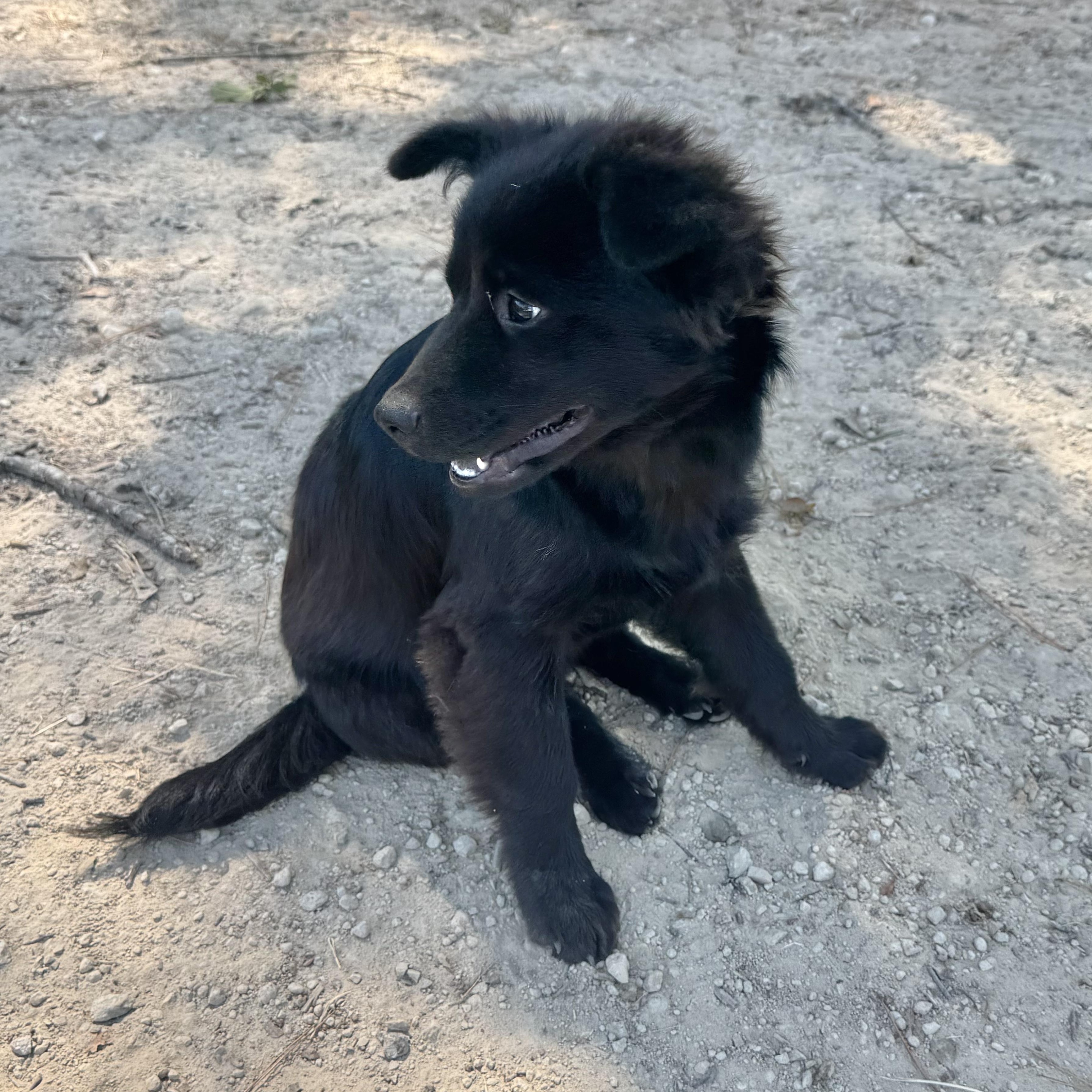 Enlarge Benny, a Adoptable mixed breed in Toms River, NJ image 4/4
