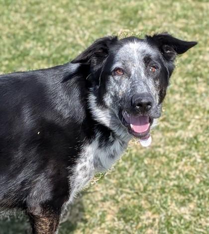 Enlarge Shane, a Adoptable mixed breed in Missoula, MT image 1/3