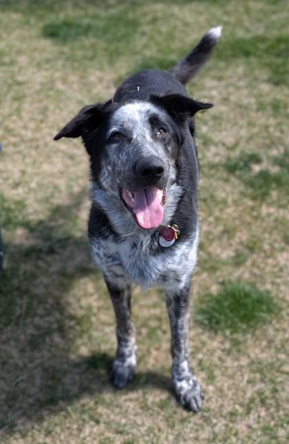 Enlarge Shane, a Adoptable mixed breed in Missoula, MT image 2/3