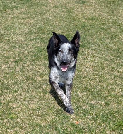 Enlarge Shane, a Adoptable mixed breed in Missoula, MT image 3/3