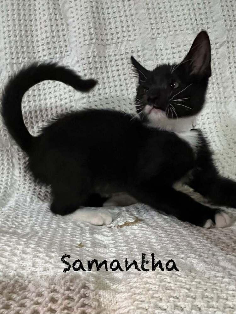 Samantha, Adoptable, Kitten Female Domestic Short Hair.