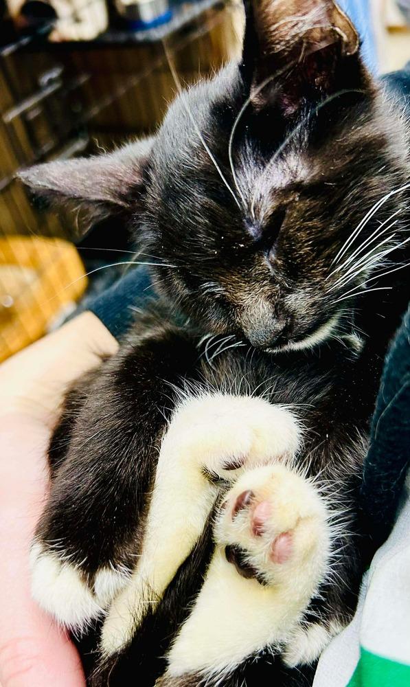 Enlarge Samantha, a Adoptable mixed breed in Groveland, MA image 3/6