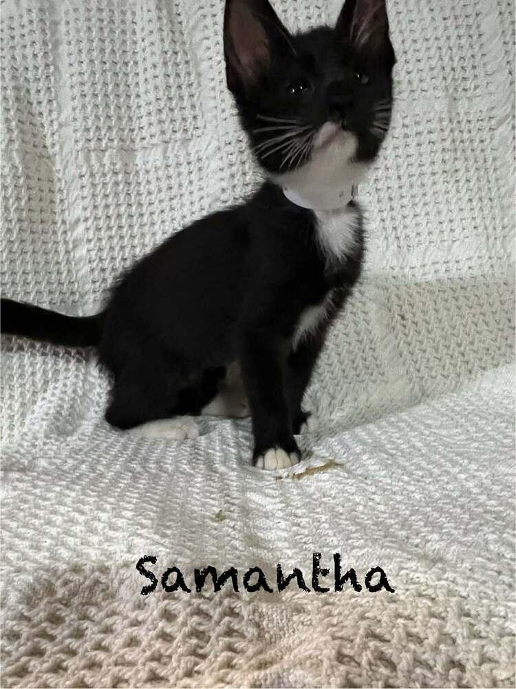 Enlarge Samantha, a Adoptable mixed breed in Groveland, MA image 6/6