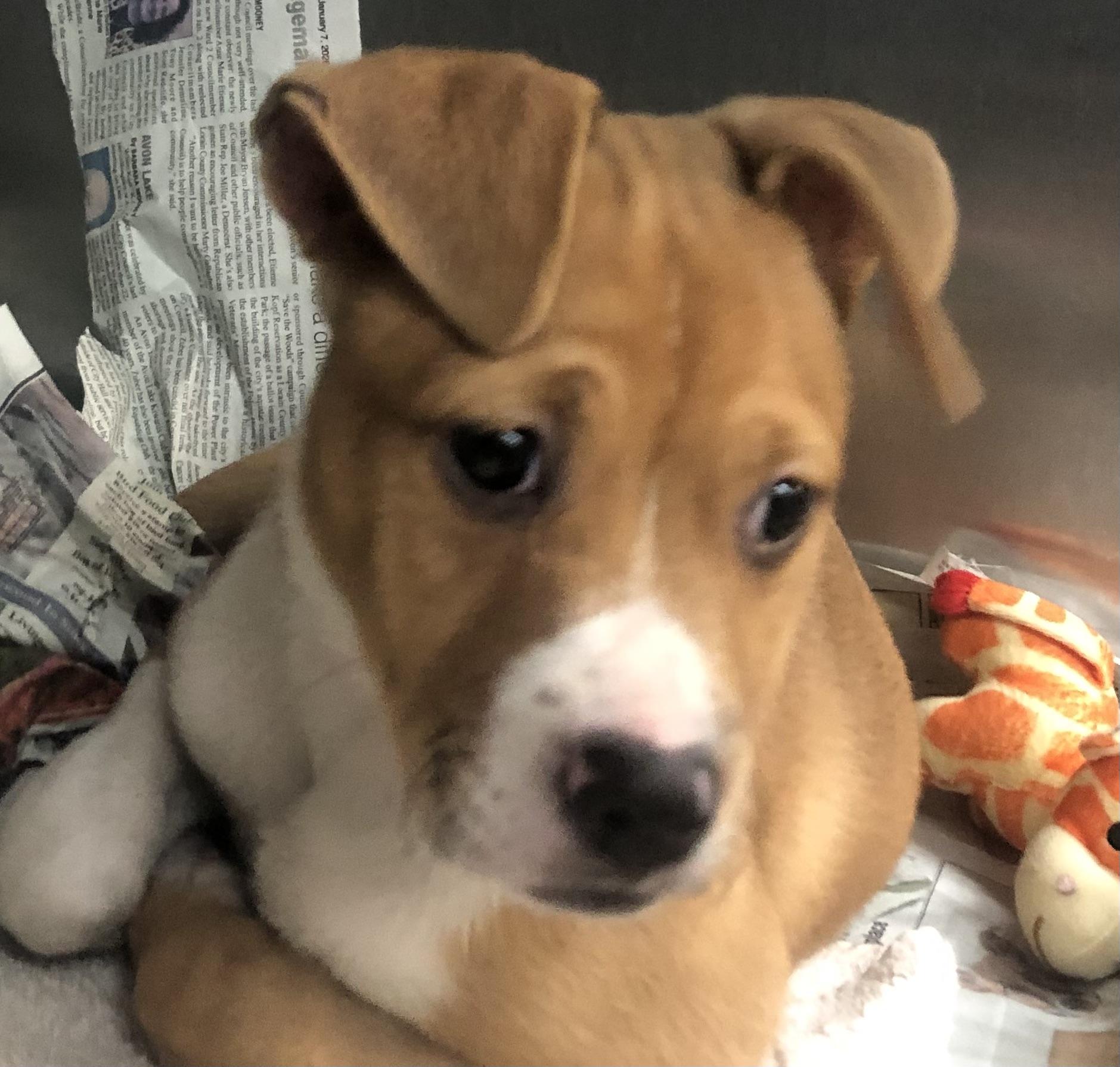 Sunflower, adopted, Puppy Female Hound & Labrador Retriever.