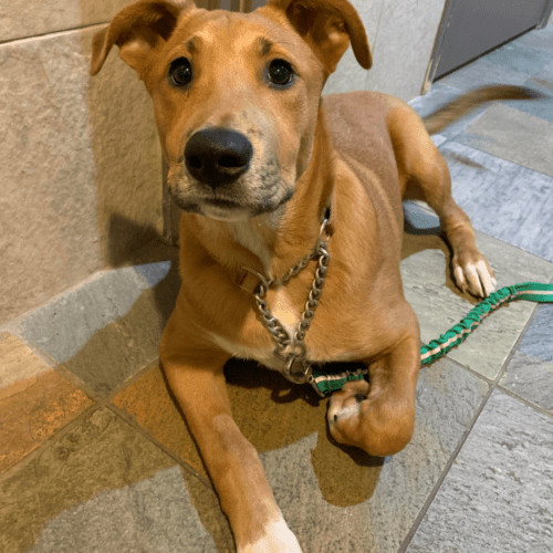Ryan Reynolds, Adoptable, Adult Male Labrador Retriever & Australian Shepherd.
