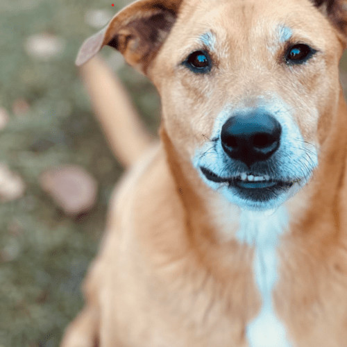 Enlarge Ryan Reynolds, a Adoptable mixed breed in Redmond, WA image 3/7