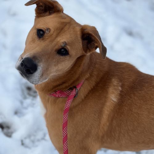Enlarge Ryan Reynolds, a Adoptable mixed breed in Redmond, WA image 5/7