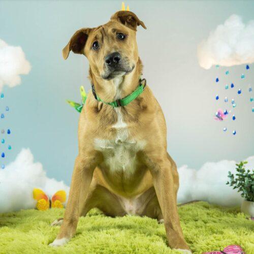 Enlarge Ryan Reynolds, a Adoptable mixed breed in Redmond, WA image 6/7