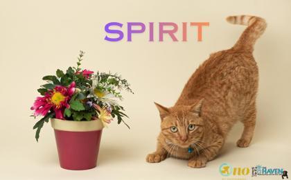 Enlarge Spirit, a Adoptable mixed breed in Fairhope, AL image 1/2