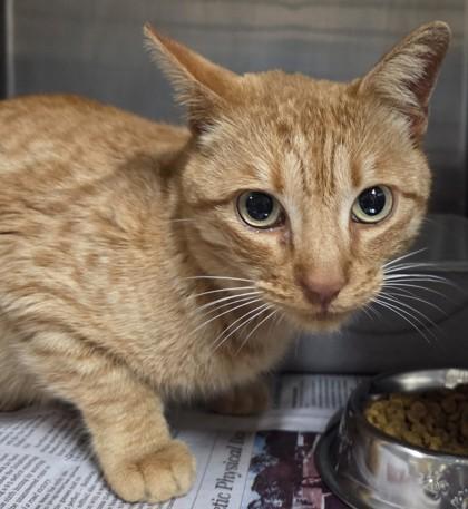 Enlarge Spirit, a Adoptable mixed breed in Fairhope, AL image 2/2