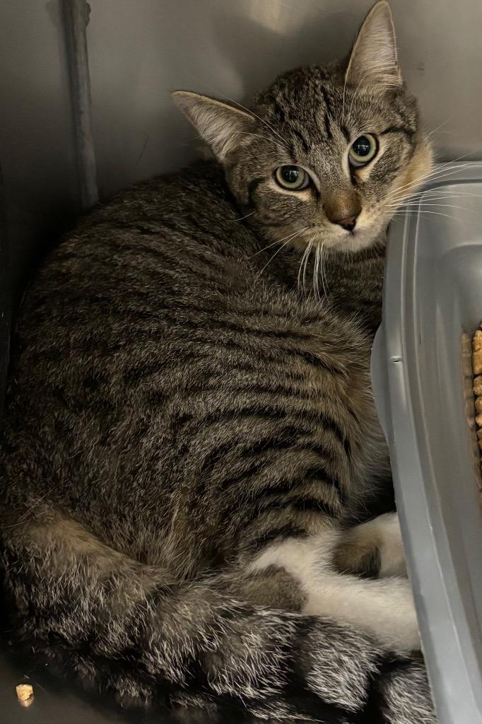 Enlarge Captain, a Adoptable mixed breed in Gillette, WY image 2/2