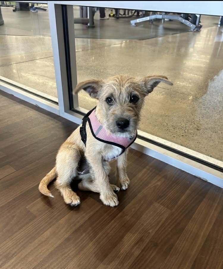 Chantel, Adoptable, Puppy Female Terrier.
