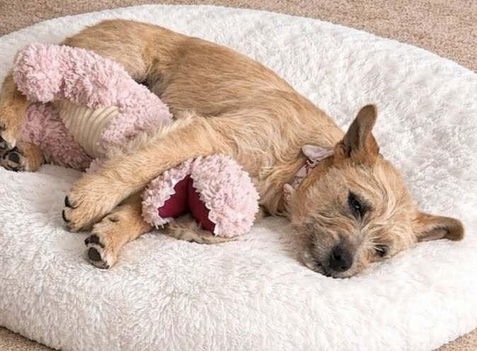 Enlarge Chantel, a Adoptable mixed breed in Amherst, NY image 2/6