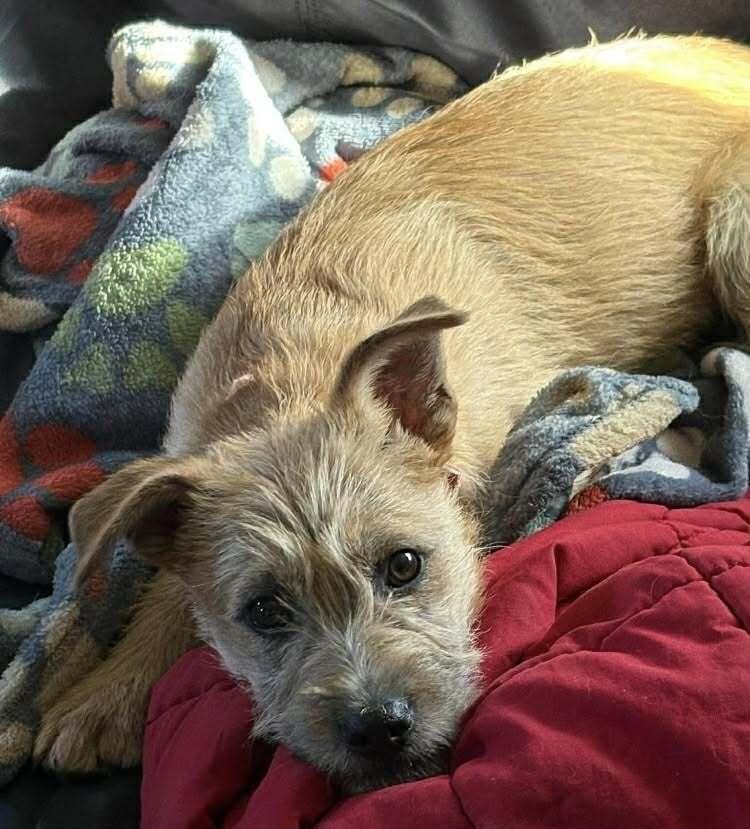 Enlarge Chantel, a Adoptable mixed breed in Amherst, NY image 3/6