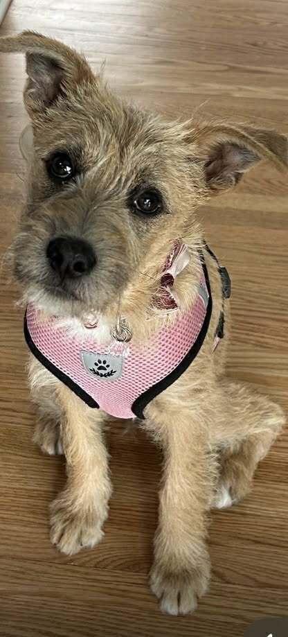 Enlarge Chantel, a Adoptable mixed breed in Amherst, NY image 4/6