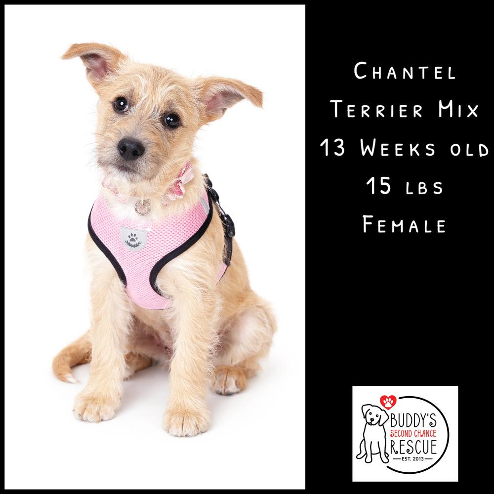 Enlarge Chantel, a Adoptable mixed breed in Amherst, NY image 5/6