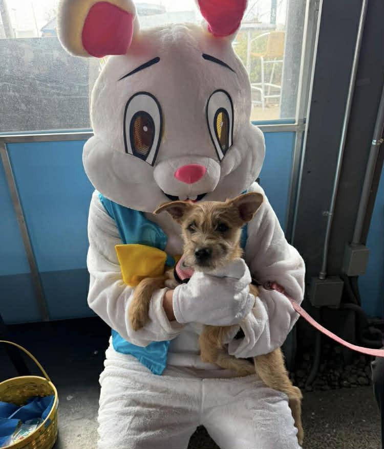 Enlarge Chantel, a Adoptable mixed breed in Amherst, NY image 6/6