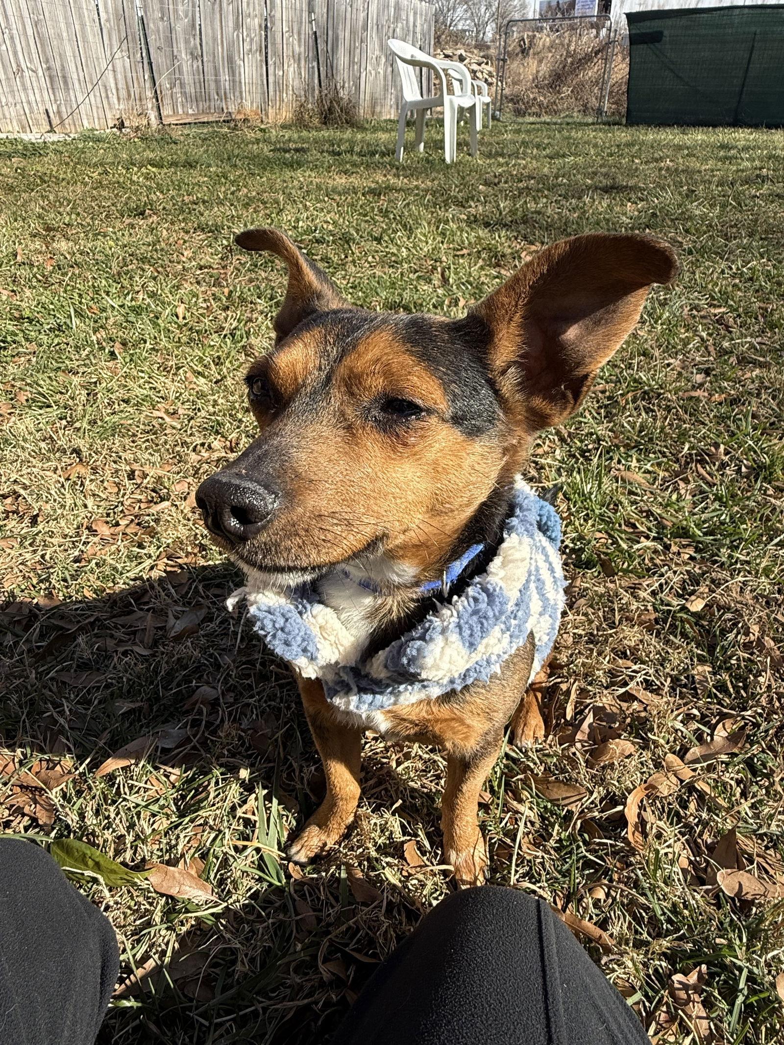 Chance, Adopted, Adult Male Chihuahua & Dachshund.