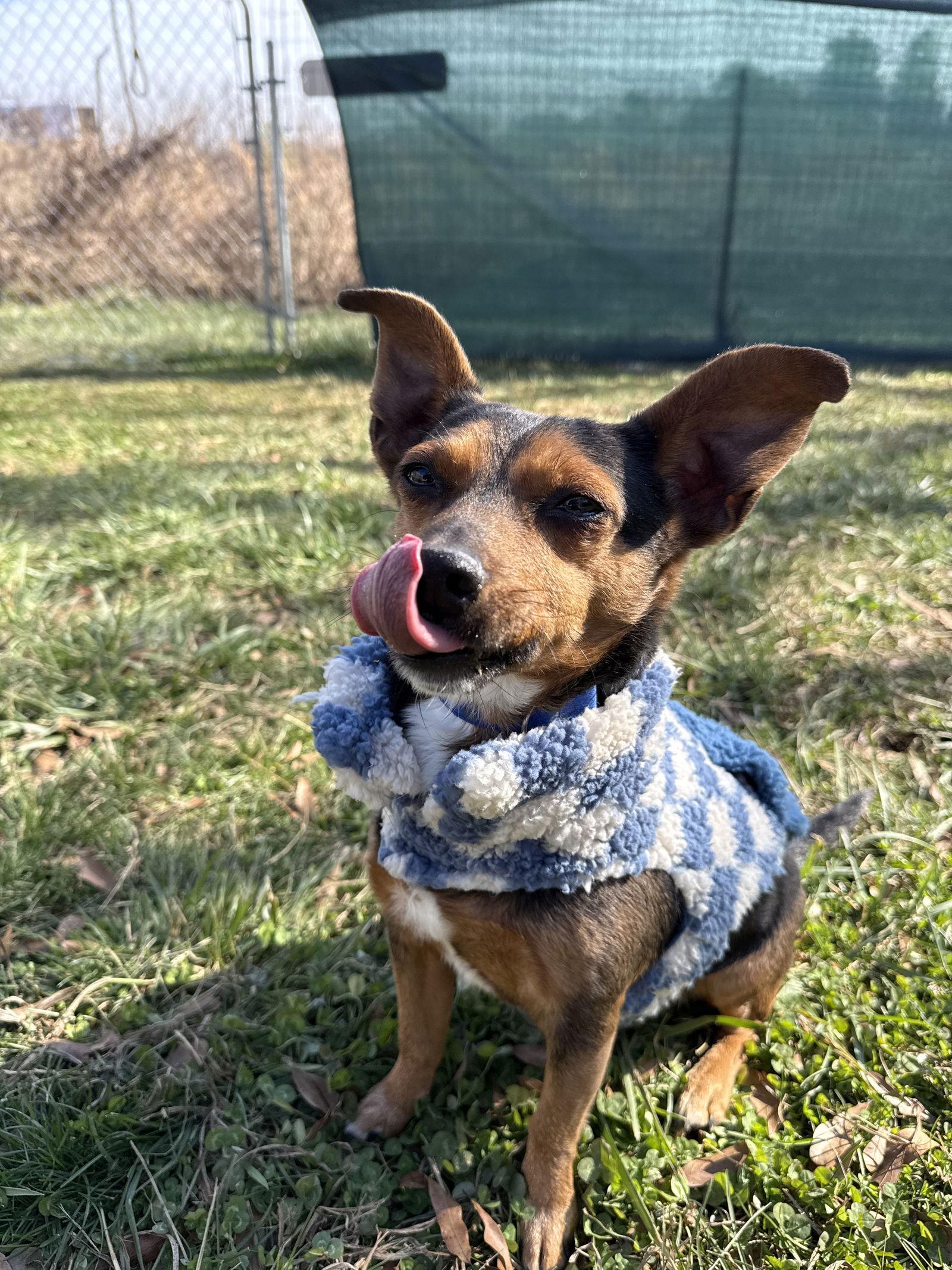 Enlarge Chance, a Adopted mixed breed in Mooresville, NC image 2/3