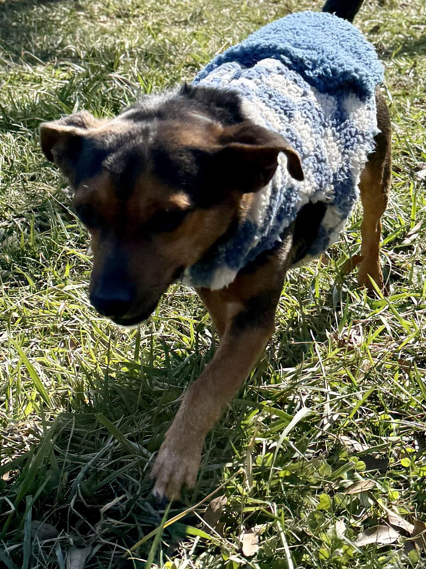 Enlarge Chance, a Adopted mixed breed in Mooresville, NC image 3/3