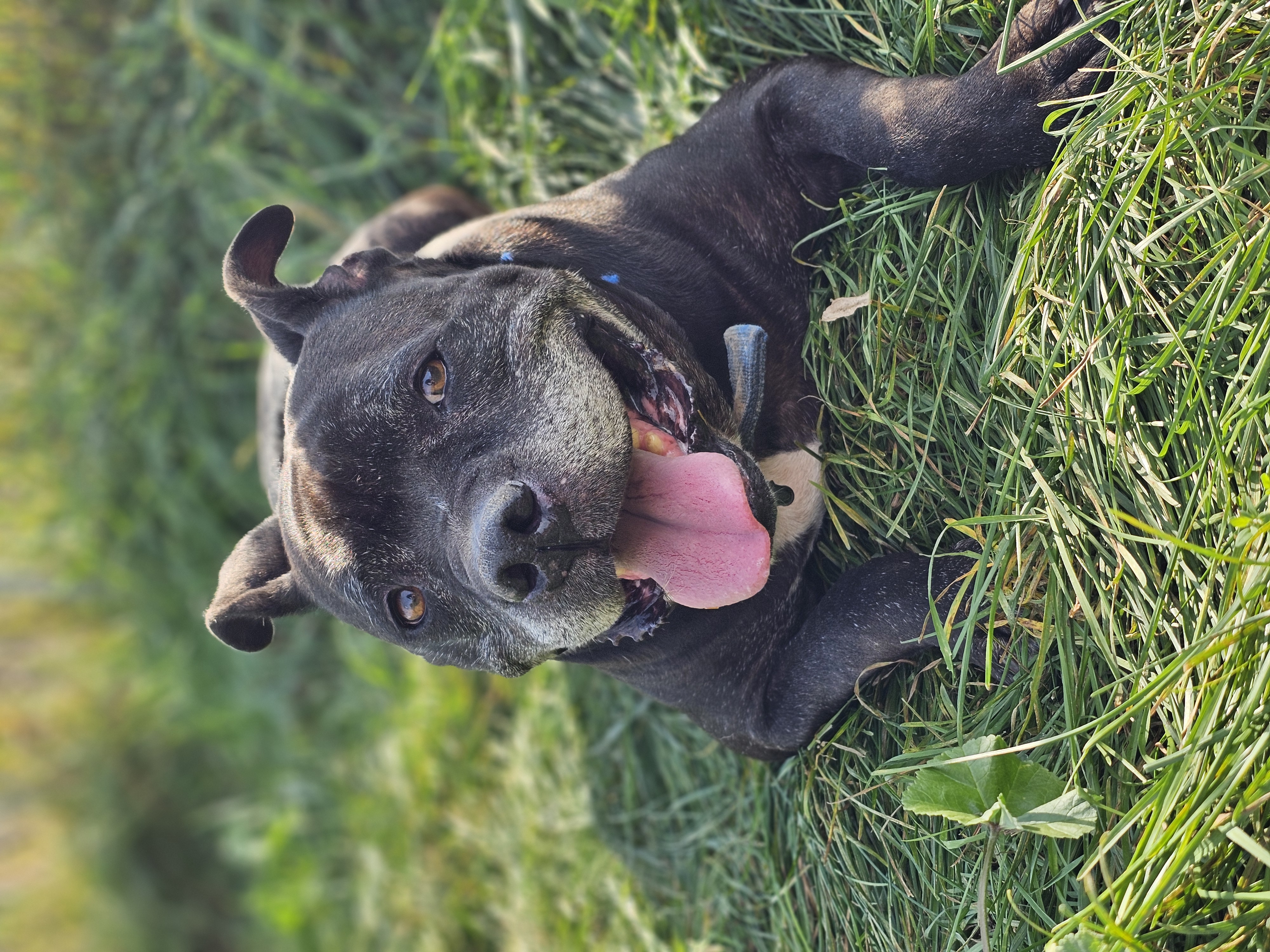 Clara, a Adoptable mixed breed in Battle Creek, MI image 2/5