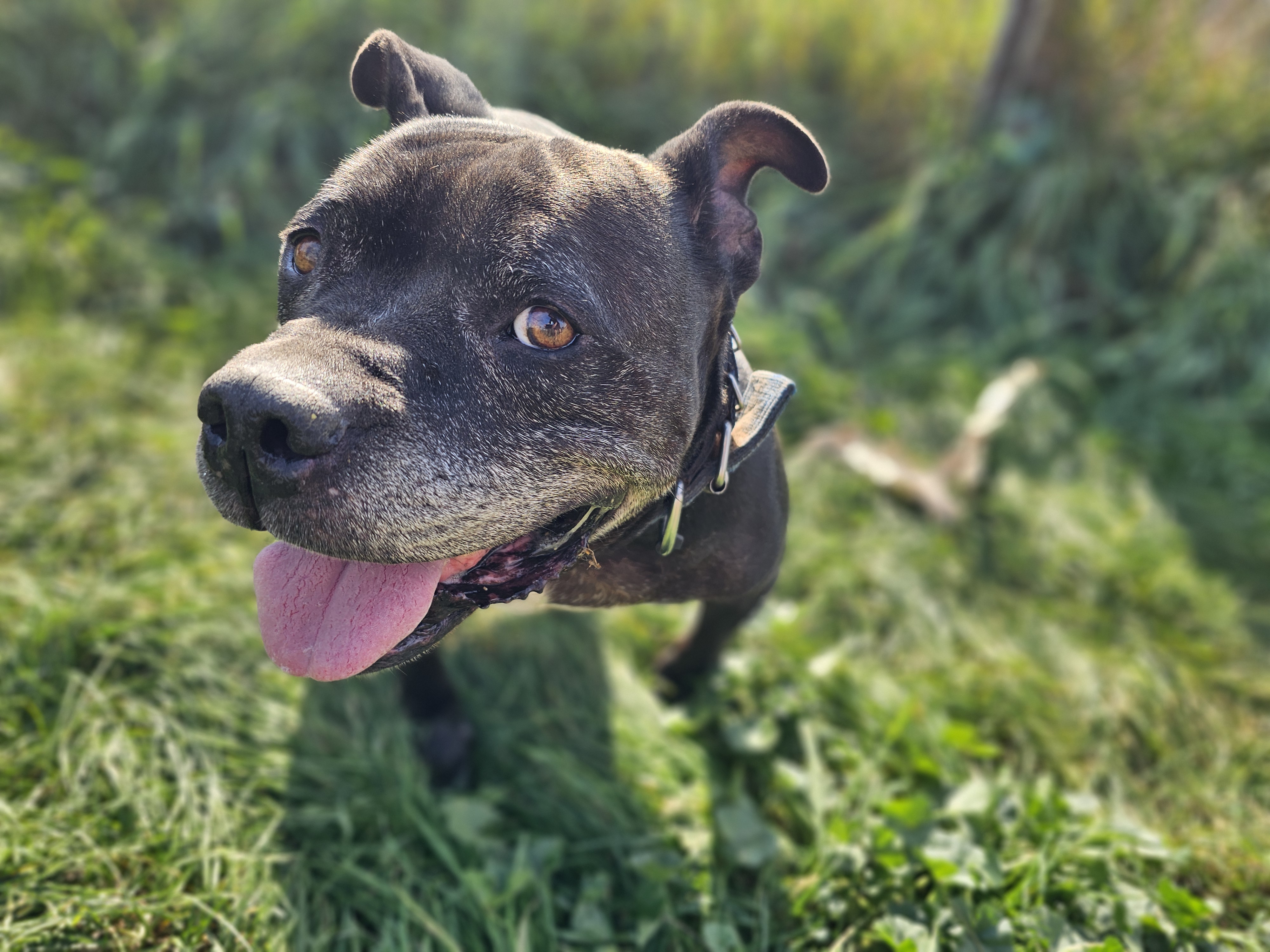 Clara, a Adoptable mixed breed in Battle Creek, MI image 3/5