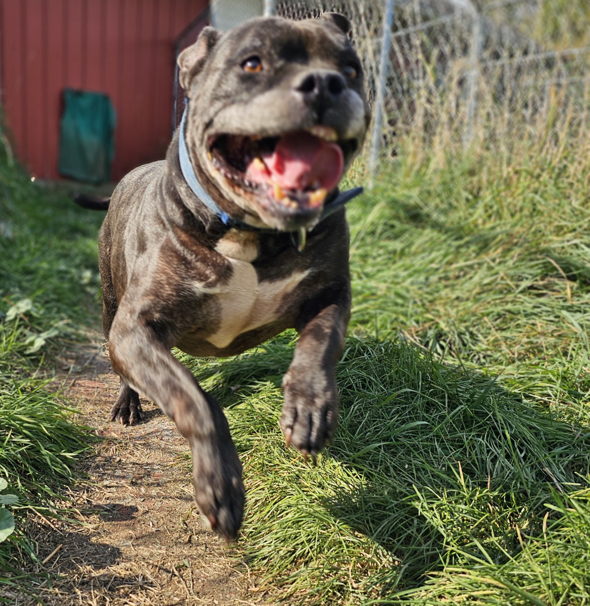 Clara, a Adoptable mixed breed in Battle Creek, MI image 1/5