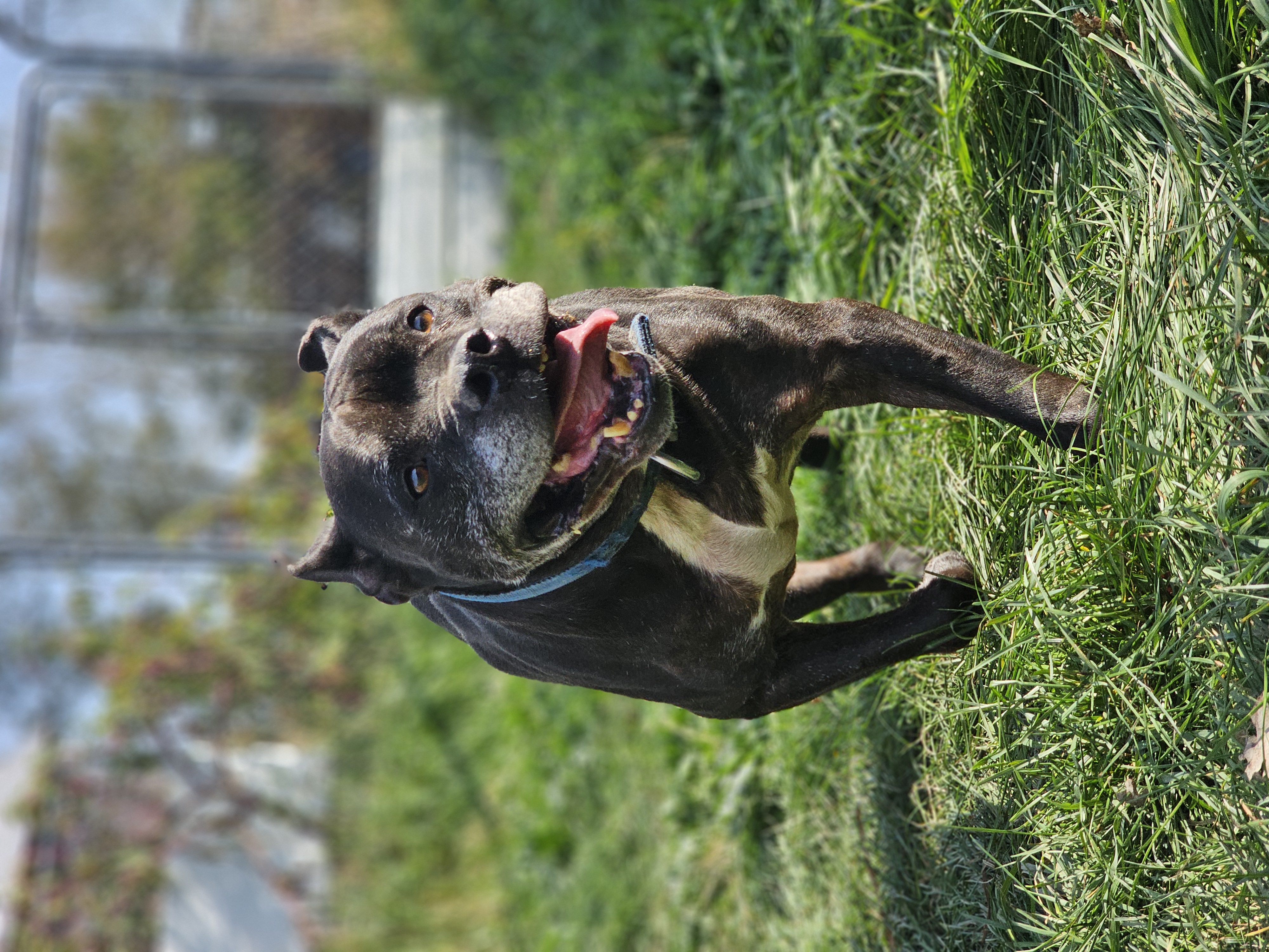 Clara, a Adoptable mixed breed in Battle Creek, MI image 4/5