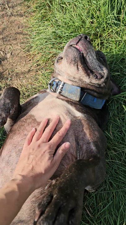 Enlarge Clara, a Adoptable mixed breed in Battle Creek, MI video 5/5