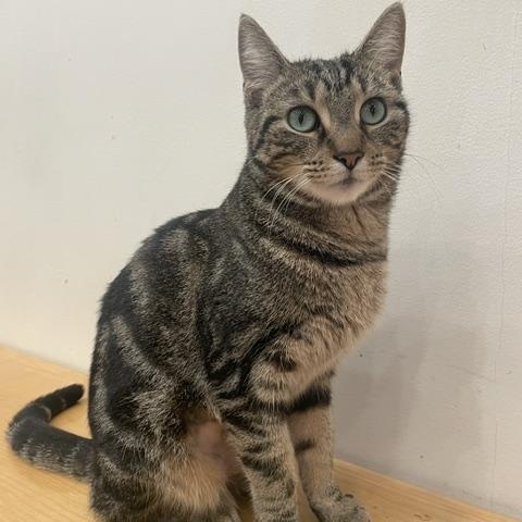 Enlarge Antique, a ADOPTABLE Domestic Short Hair in South Ozone Park, NY image 1/6