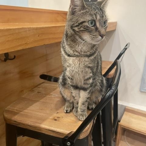 Enlarge Antique, a ADOPTABLE Domestic Short Hair in South Ozone Park, NY image 5/6