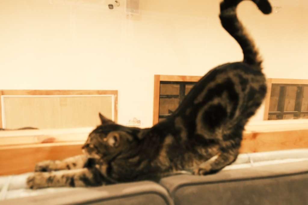 Enlarge Antique, a ADOPTABLE Domestic Short Hair in South Ozone Park, NY image 6/6