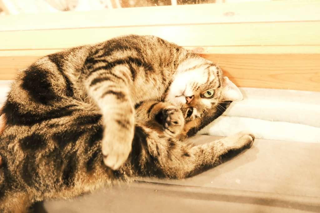 Enlarge Antique, a ADOPTABLE Domestic Short Hair in South Ozone Park, NY image 2/6