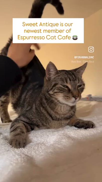Enlarge Antique, a ADOPTABLE Domestic Short Hair in South Ozone Park, NY video 3/6