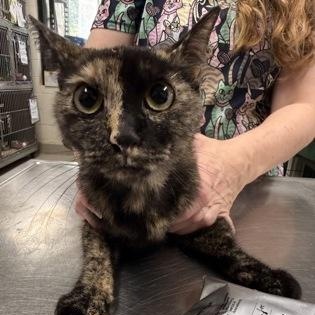 Carmella, Adoptable, Adult Female Domestic Short Hair.