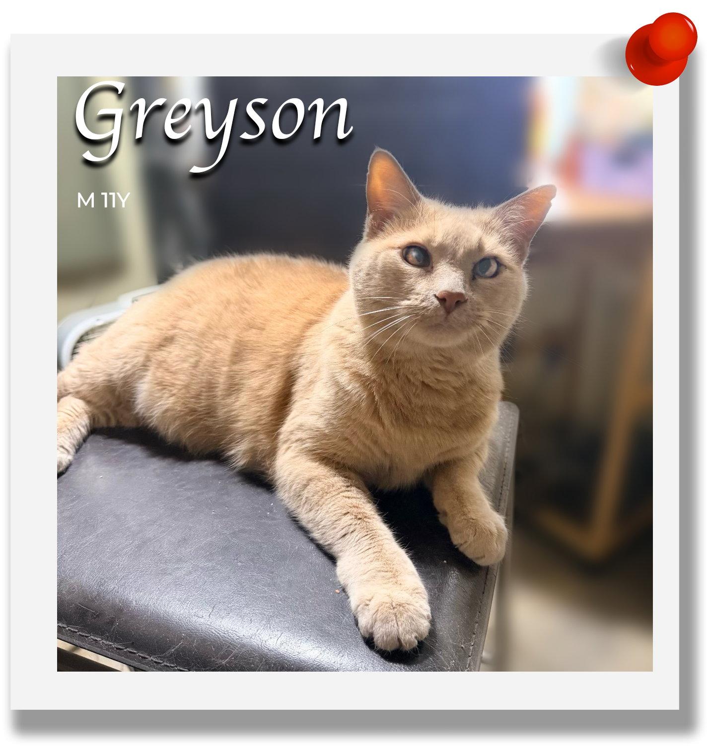 Greyson, Adoptable, Senior Male Domestic Short Hair.