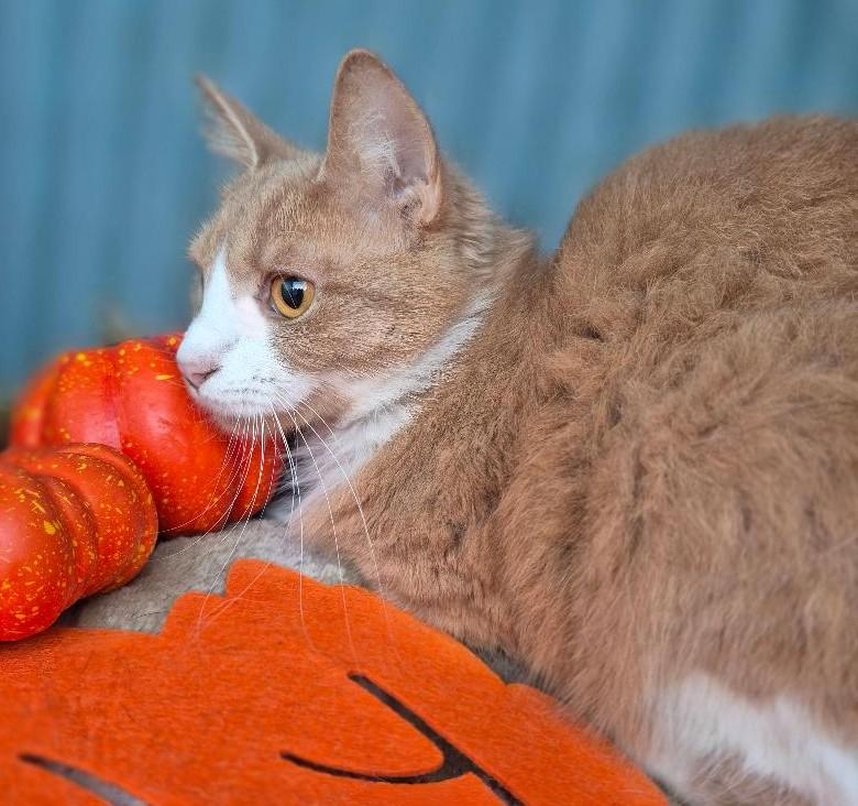 Remedy, a Adoptable Domestic Long Hair in Ocean Springs, MS image 4/5