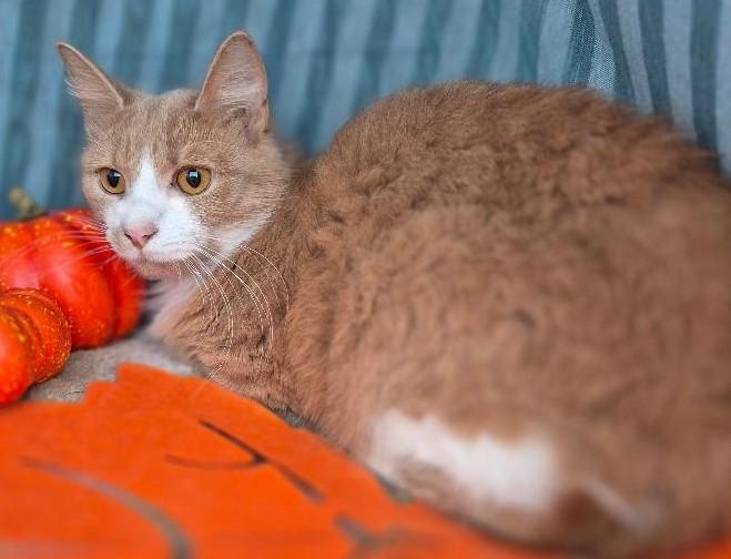 Remedy, a Adoptable Domestic Long Hair in Ocean Springs, MS image 5/5